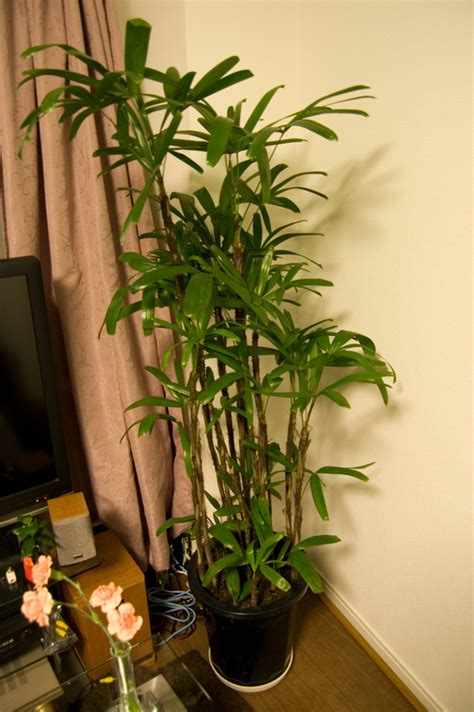 植物 竹